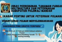Pemkab Polman laksanakan Vaksinasi PMK Gratis perkuat Ketahanan Pangan Hewani